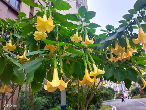 曼陀罗什么作用大话2[图1]